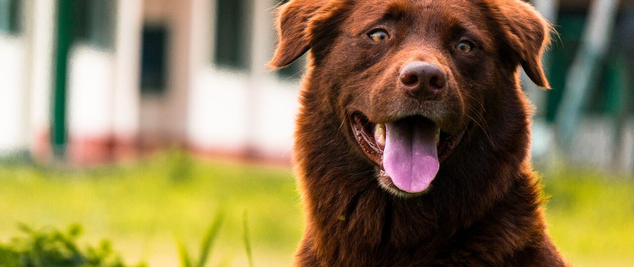 Hund im Garten