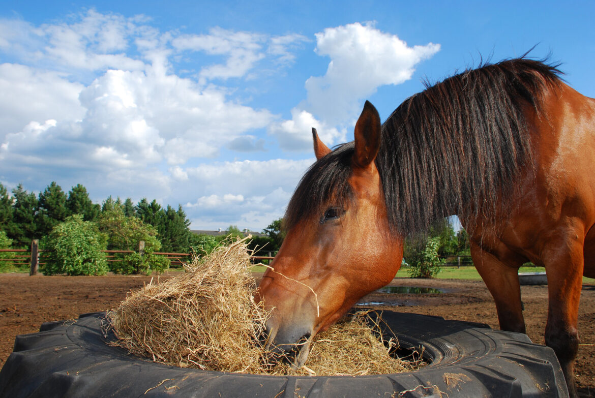 Heu als Futter-Grundlage: Wissenswertes für Besitzer von Pferden